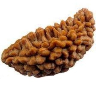 One Mukhi Rudraksha