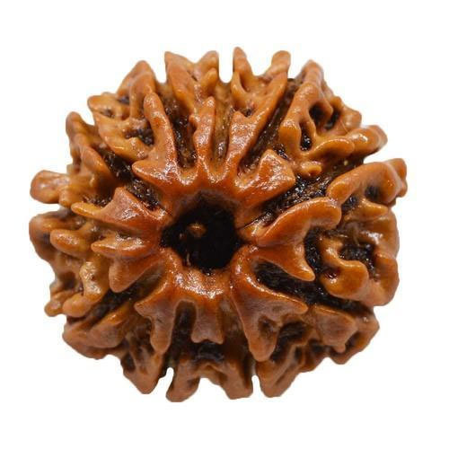 Ten Mukhi Rudraksha