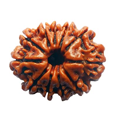 Eleven Mukhi Rudraksha / Ek Mukhi Rudraksha