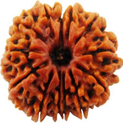 Twelve Mukhi Rudraksha