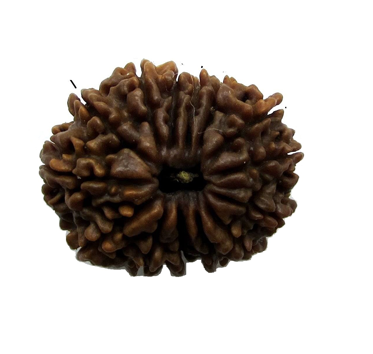 Fourteen Mukhi Rudraksha
