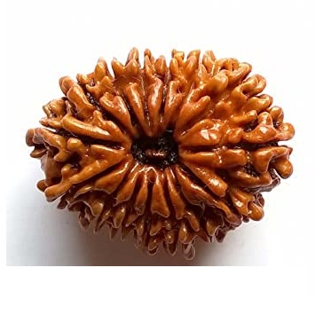 Fifteen Mukhi Rudraksha