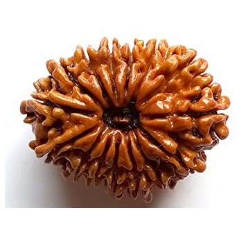  Fifteen Mukhi Rudraksha