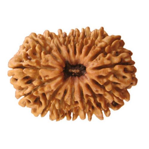 Sixteen Mukhi Rudraksha