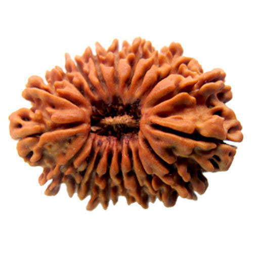 Seventeen Mukhi Rudraksha