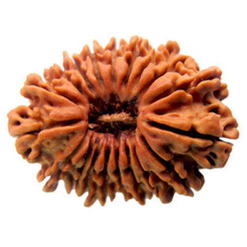 Nineteen Mukhi Rudraksha