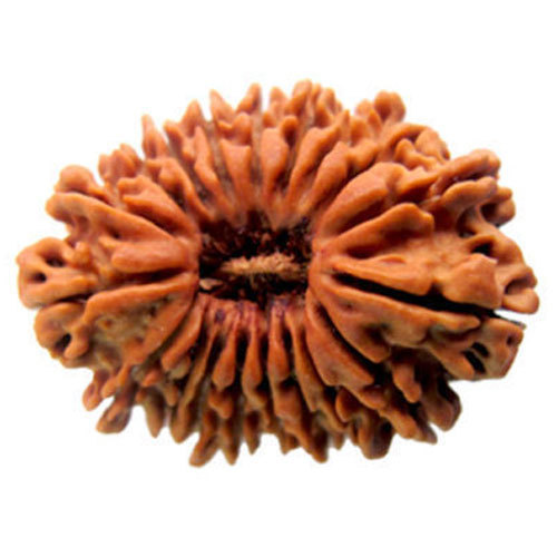      Nineteen Mukhi Rudraksha