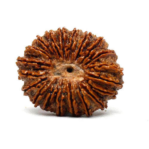 Twenty Mukhi Rudraksha / Bees Mukhi Rudraksha.