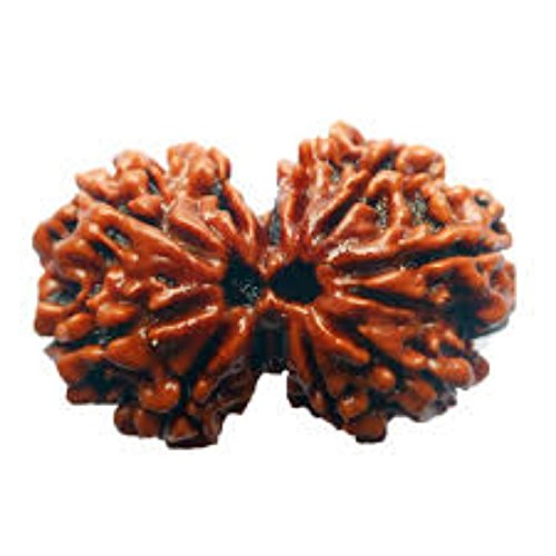  Twenty One Mukhi Rudraksha