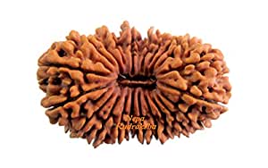 Gauri Shankar Rudraksha