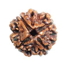 Four Mukhi Rudraksha