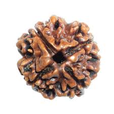     Four Mukhi Rudraksha