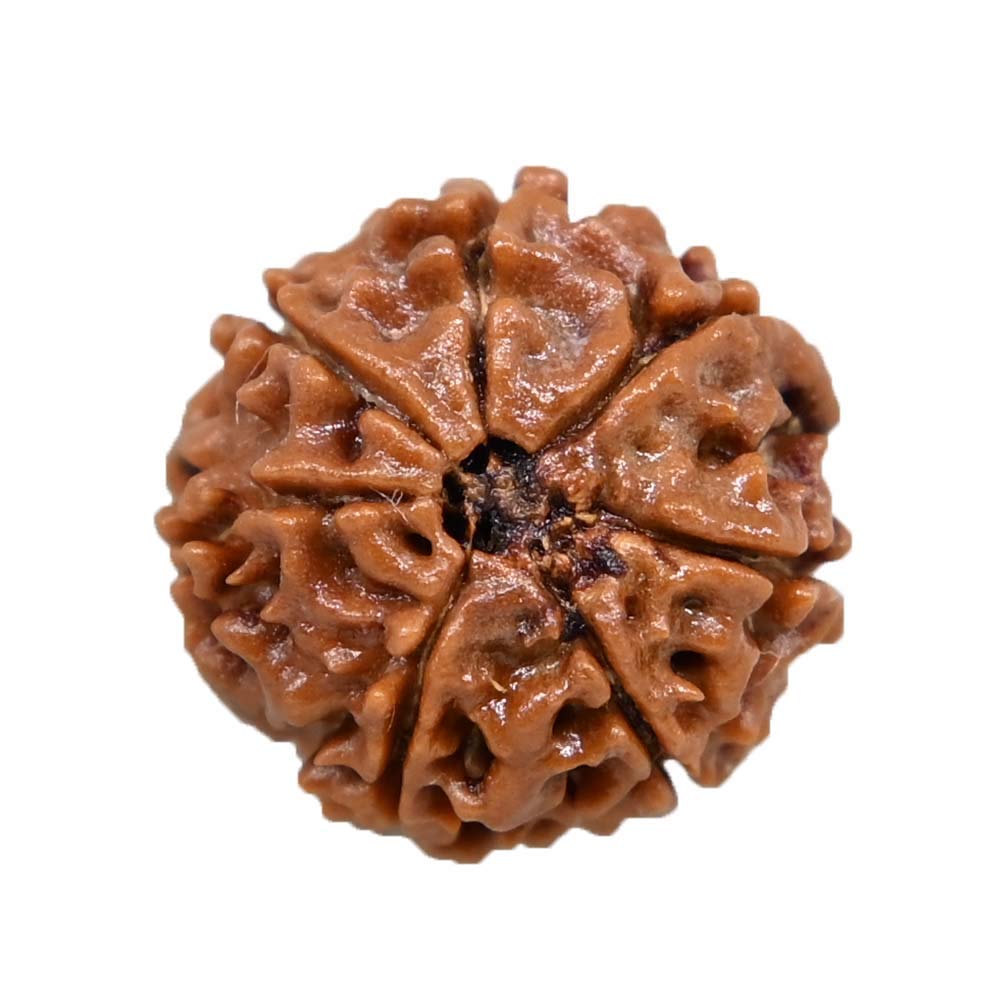  Seven Mukhi Rudraksha