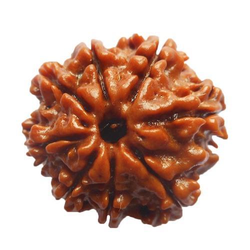 Eight Mukhi Rudraksha