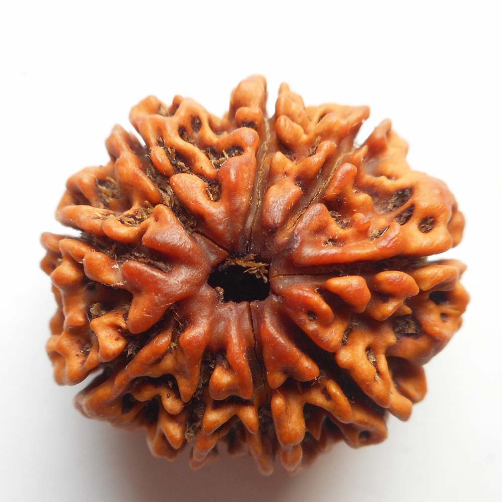 Nine Mukhi Rudraksha