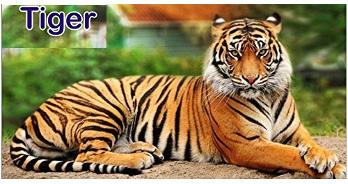 National Animal tiger