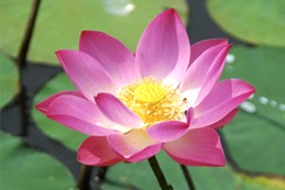 National Flower Lotus