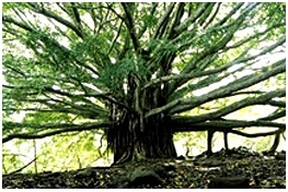 National Tree Ficusbengalensis