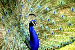 Nationalbirdpeacock