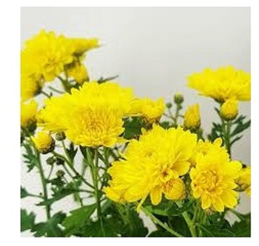 Chrysanthemum