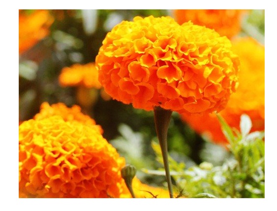 Marigold