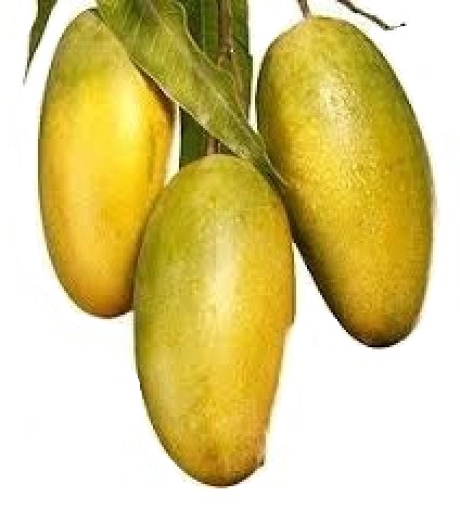 AmrapaliMangoes