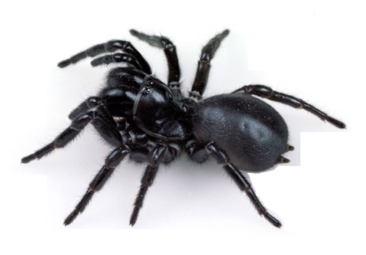 Funnel Web Spider