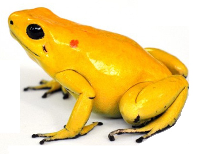 Golden Poison Dart Frog