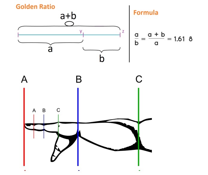 Golden ratio