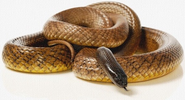 Inland Taipan