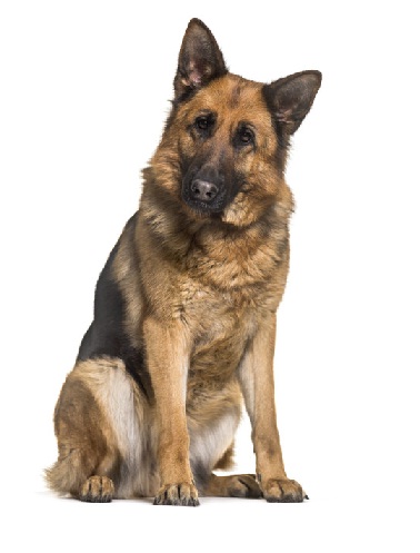Dog-Germanshepherd
