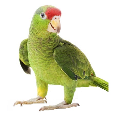 Parrot