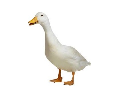 duck