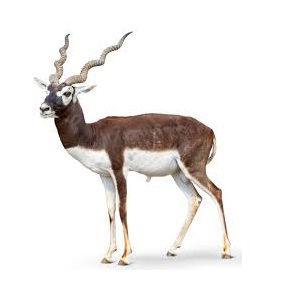 Blackbuck