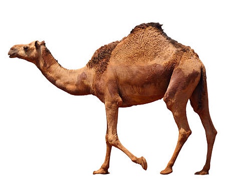 Camel