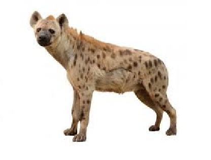 Hyena