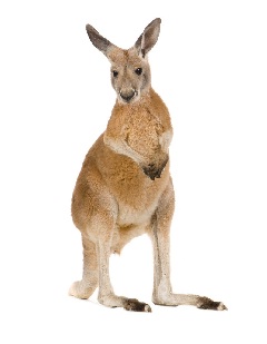 Kangaroo