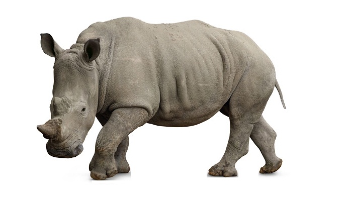 Rhino