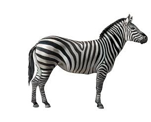 Zebra