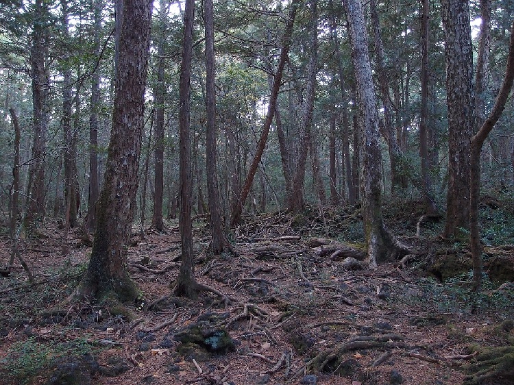  Aokigahara Forest, Japan