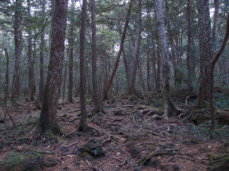 Aokigahara Forest, Japan